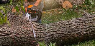 Best Tree Maintenance Programs  in Kemp, TX