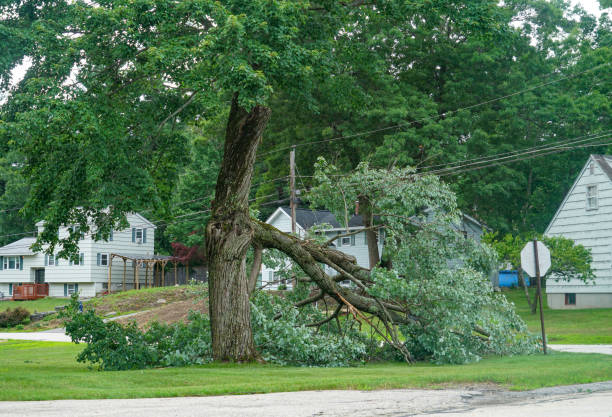 Best Tree and Shrub Care  in Kemp, TX