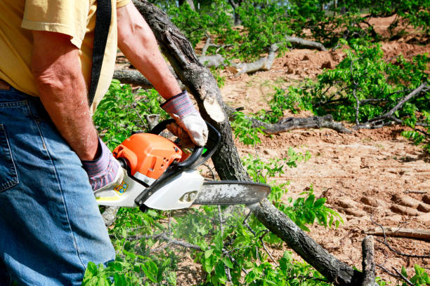 Best Tree Preservation Services  in Kemp, TX